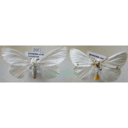 Euproctis similis (Fuessly, 1775) pair Kuprówka złotnica Czech26f